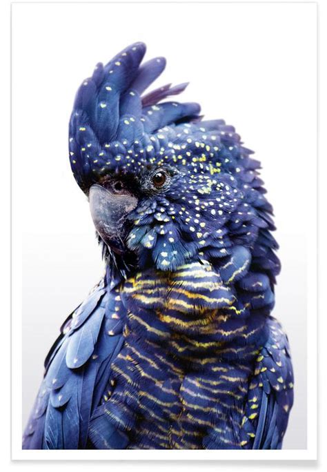 Blue Parrot Productions